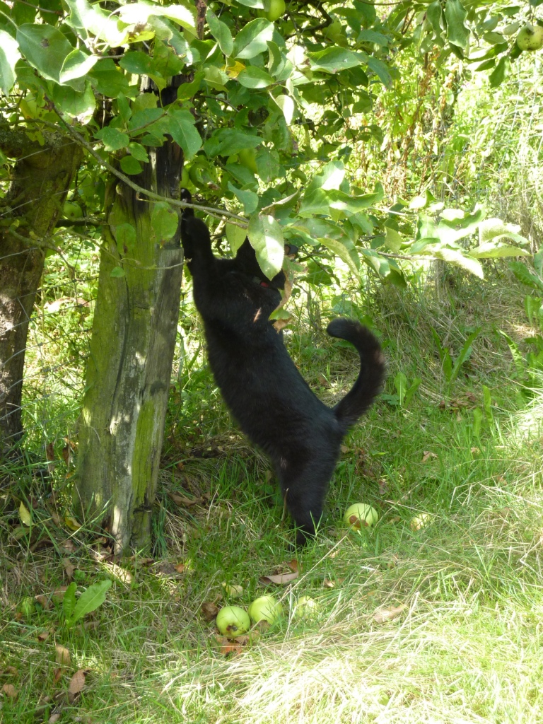 kat krabt aan boom